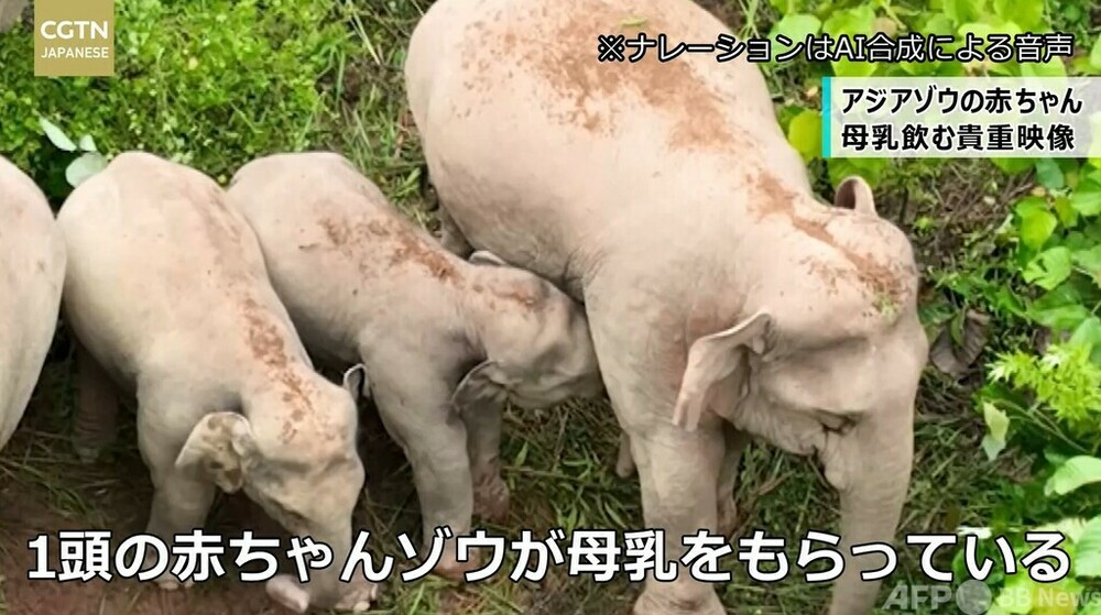 アジアゾウの赤ちゃん 母乳飲む貴重映像 中国・雲南省