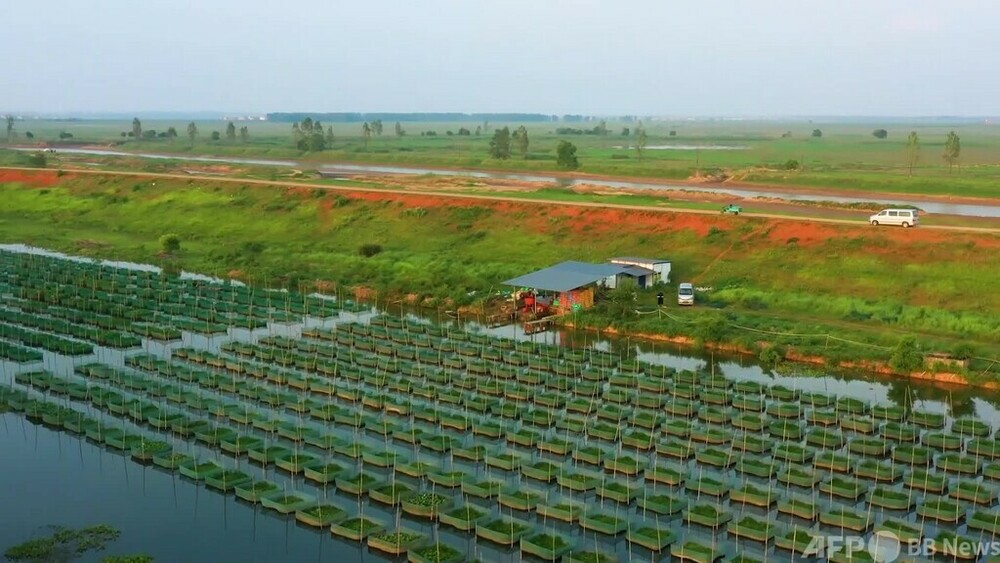 動画：鄱陽湖の漁民、養殖業に転じて収入増 江西省