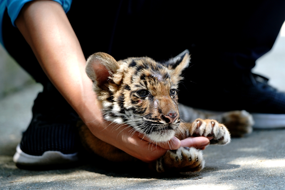 トラの赤ちゃんを世話する「イクメン飼育員」 上海動物園