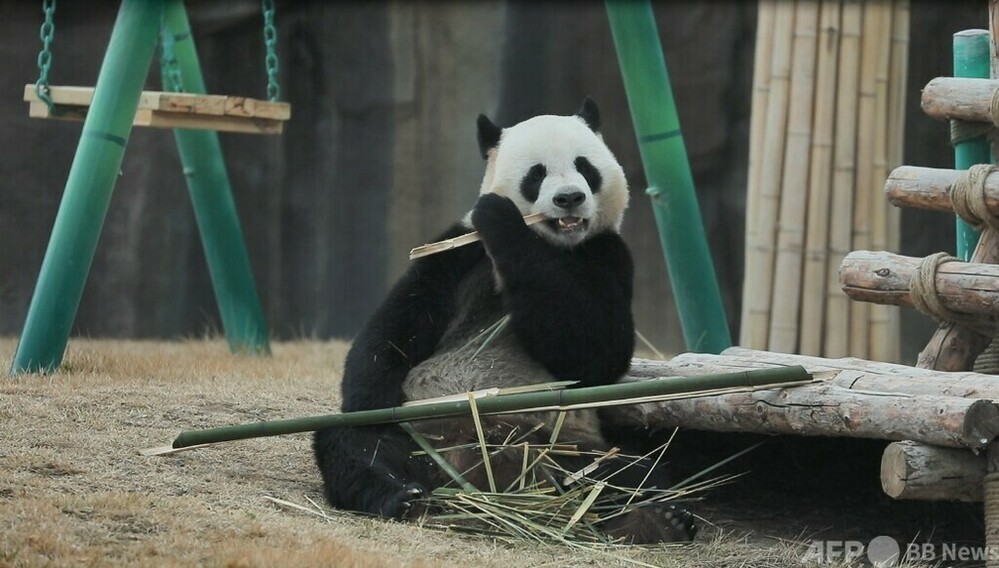 ジャイアントパンダ4頭が中国北西部の蘭州野生動物園でお披露目