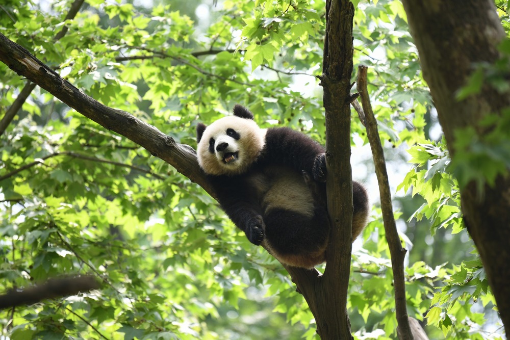 中国で新たな生活　海外から帰郷のパンダ