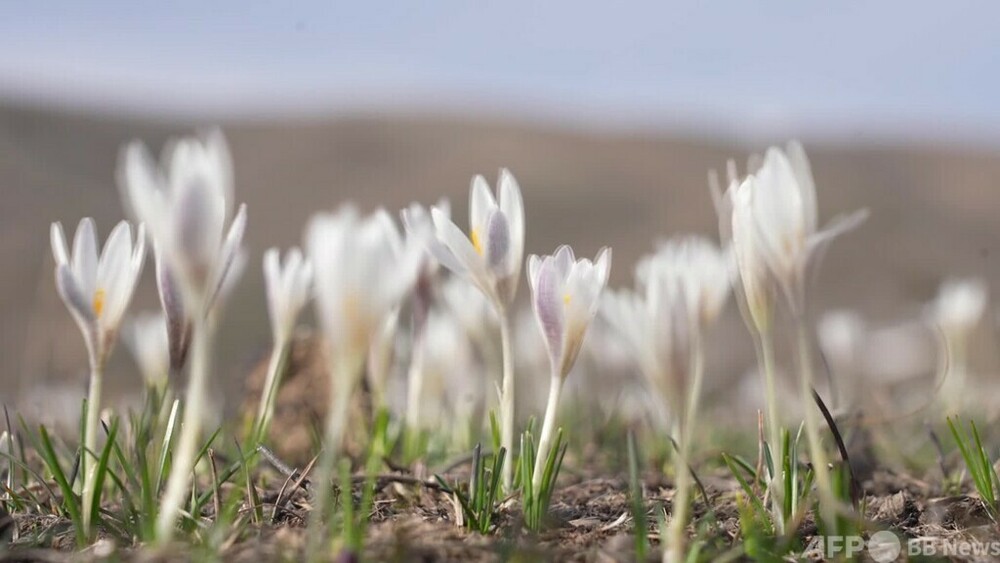 動画：草原でクロッカスが開花　中国新疆ウイグル自治区