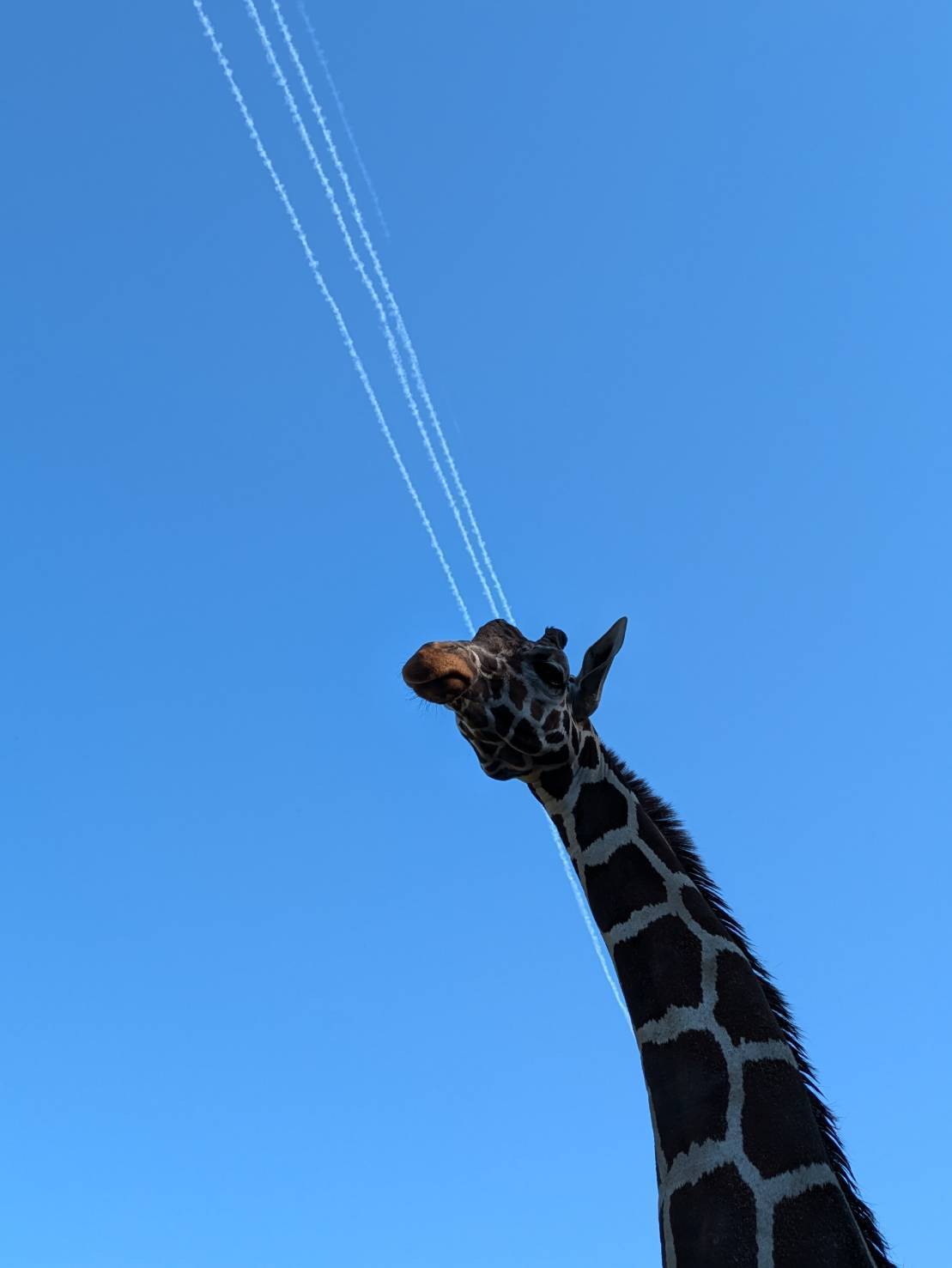 アカカンガルーの「第五の足」は筋肉ムキムキだった⇨力比べ中の写真に話題沸騰