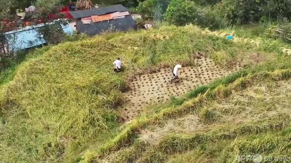 動画：千年以上受け継がれる農耕文化「稲・魚・アヒル共生システム」　中国貴州省従江県