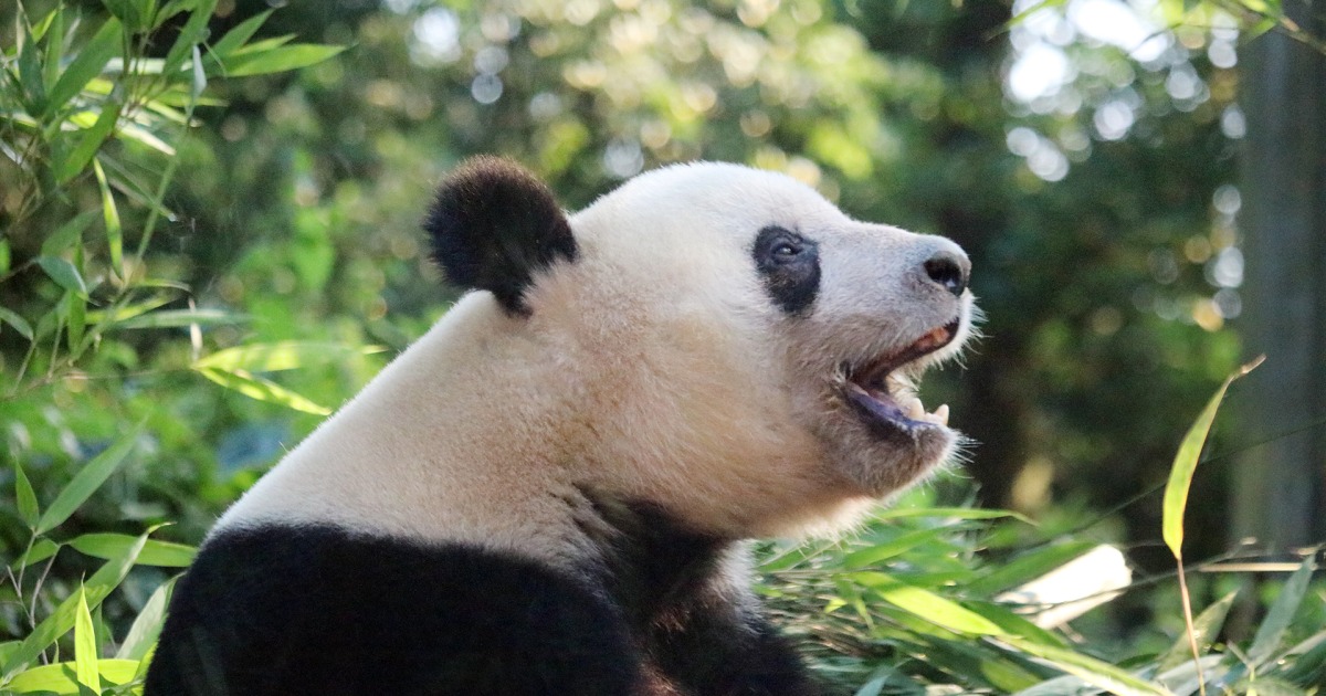 中国基地で8歳の誕生日を迎えたパンダ・シャンシャン 現地の様子と現在