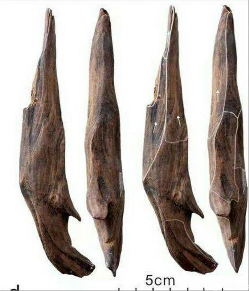 世界的な考古学的成果 中国で30万年前の東アジア最古の木器を発見
