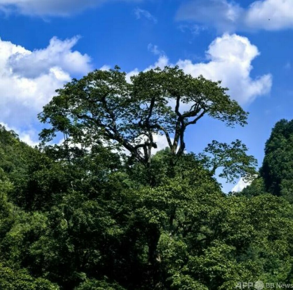 極度絶滅危惧植物「滇桐」 中国広西で70年ぶりに発見