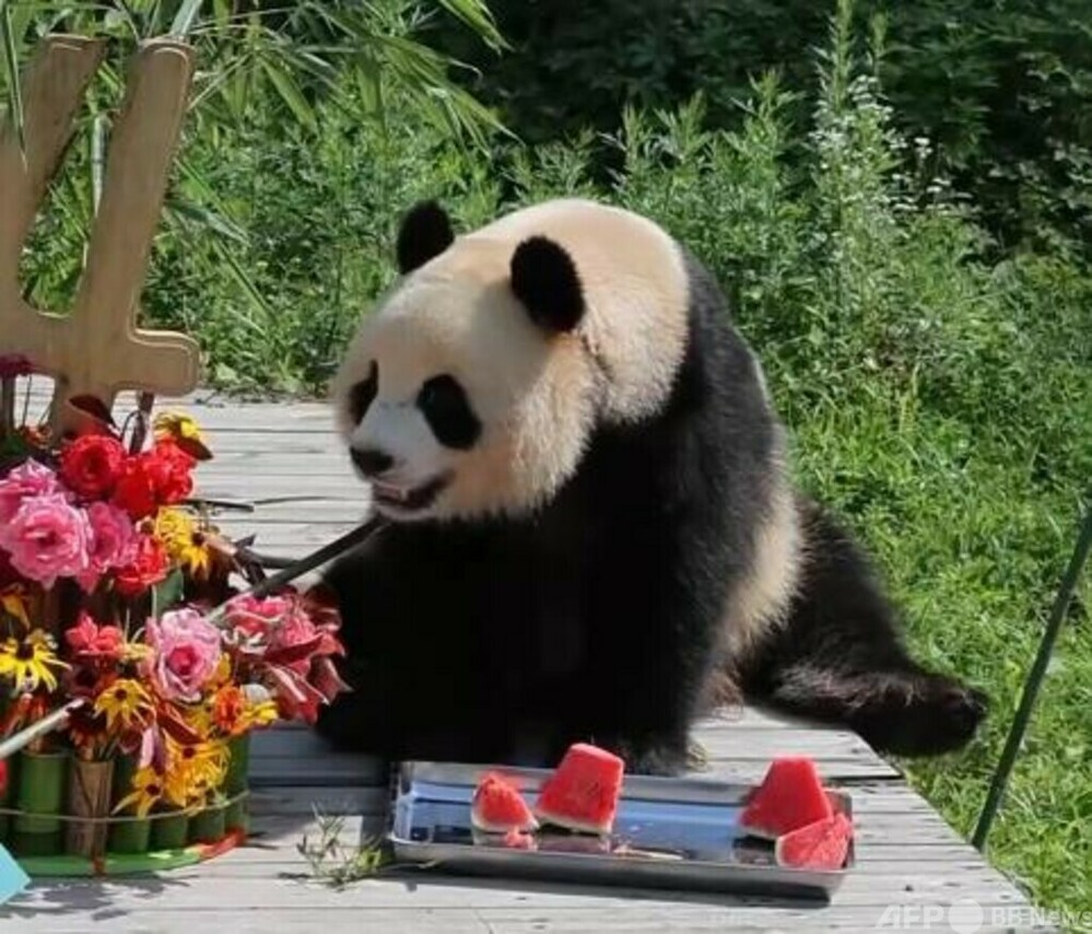 茶色のパンダ「チーザイ」の子「バーザイ」 4歳の誕生日を迎える