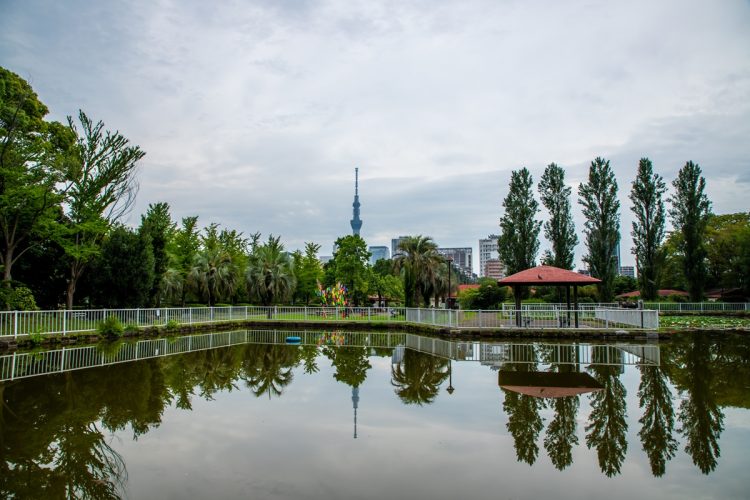 公園でセミの幼虫を大量採取 条例違反で注意も「日本語分からない」と返答