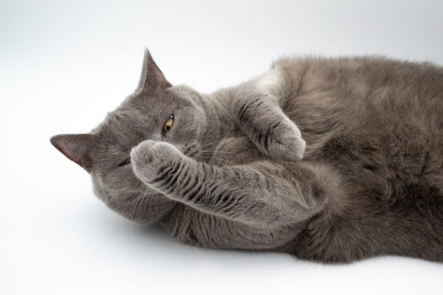 「異常に大きな丸い鼻」で人気者になった猫、その原因が明らかに。保護団体は「間違いなく改善がみられる」
