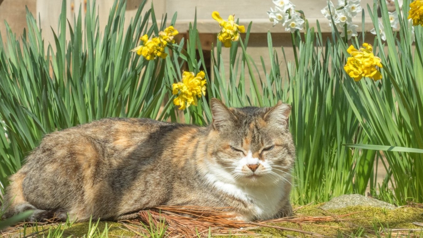 この中に5匹の猫がいます⇨スイセンの花に紛れて「4が限界、探せへん」の声続出