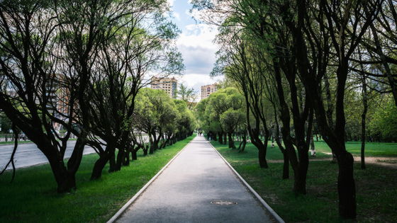 街路樹が公園の樹木よりも乾期によく耐える理由は「水道管の漏れ」