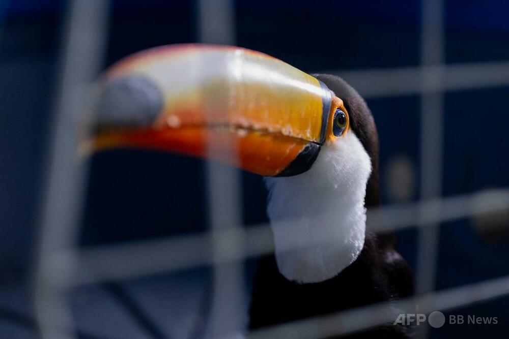 ブラジル、過去最大規模の野生動物密売人摘発 オオハシやカメ救出