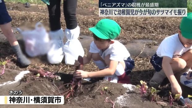 「ベニアズマ」収穫が最盛期、幼稚園児が旬のサツマイモ掘り 神奈川