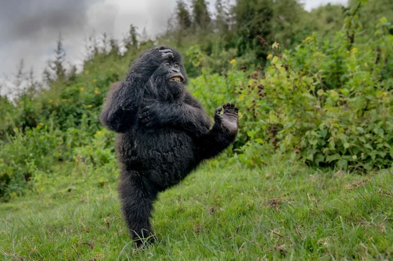 ゴリラのダンスやライオンの高笑い、「コメディー野生動物写真賞」選考通過作品発表