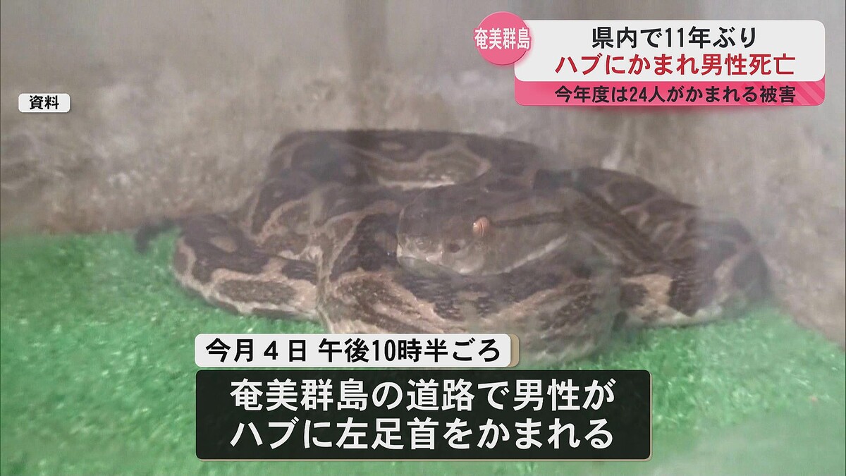 奄美群島でハブにかまれ男性が死亡 県内で死者が出たのは11年ぶり