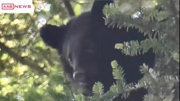 秋田県でクマによる人身被害6日連続で発生 80代男性が襲われて額にけが