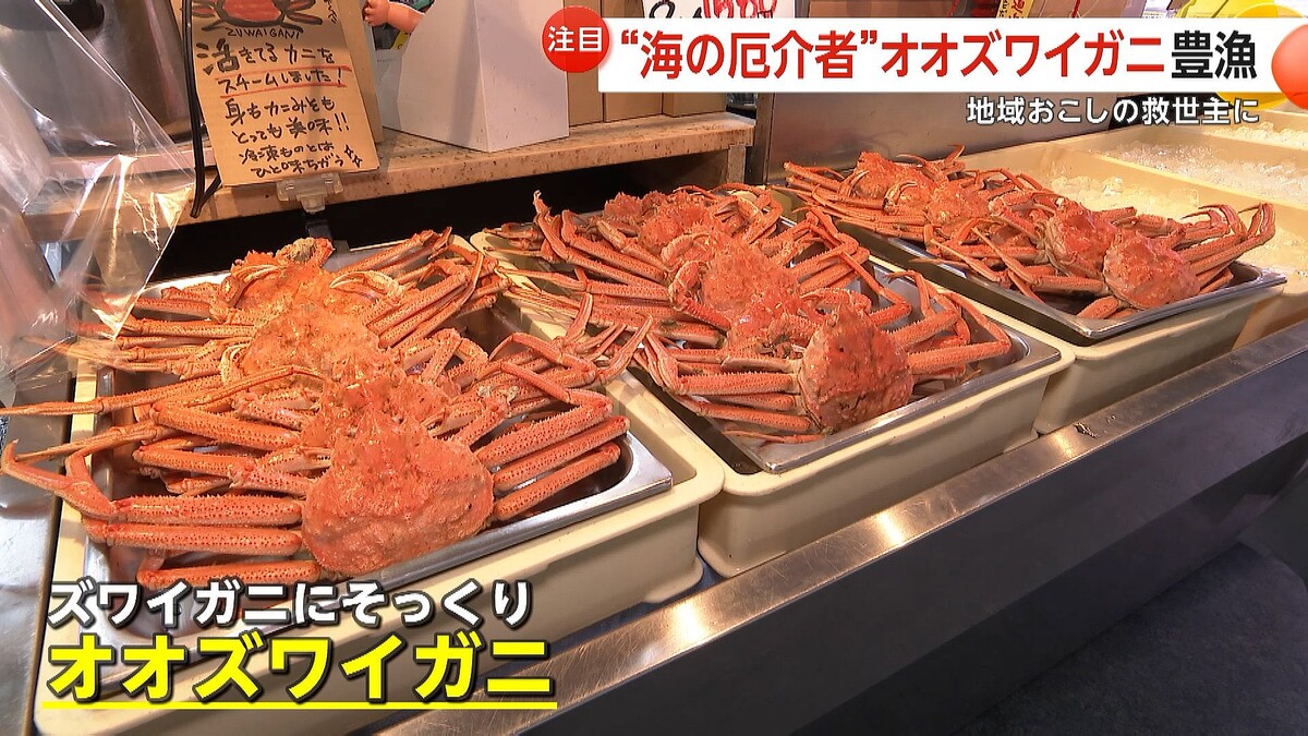 安価で美味な「オオズワイガニ」が突然豊漁、1日に約7トンの水揚げ 北海道