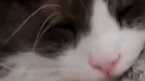 ニトリの「ニャンポケ付き着る毛布」のポケットで眠る愛猫が話題。猫も人も革命的に快適な理由とは？