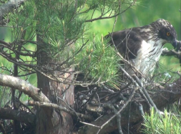八ッ場ダム周辺に生息する「森の王者」。孵化の映像を管理支所が公開。11月8日に「いきものフェス」