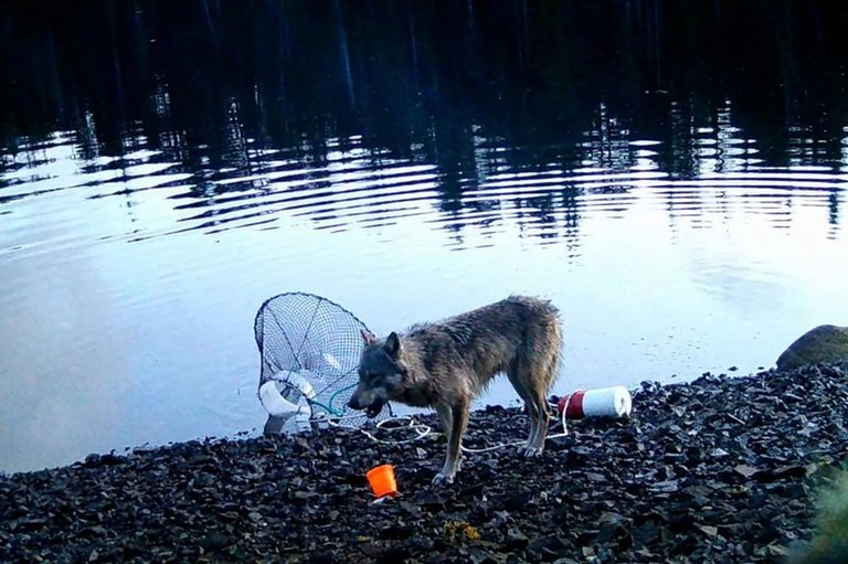野生のオオカミが道具を「使用」か、初めて撮影　遊びではなく明確な行動