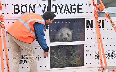 ボーバル動物園に貸し出されたジャイアントパンダ2頭 中国への帰国へ