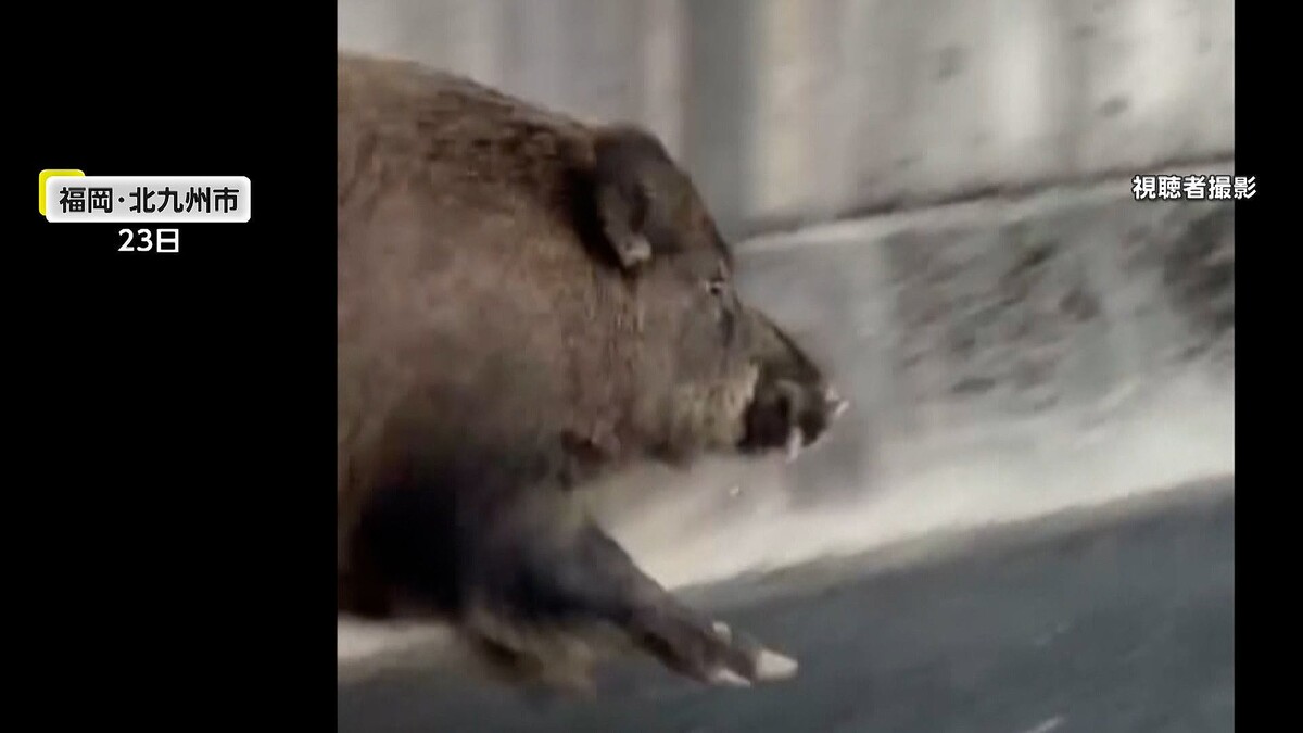 高速道路を歩くイノシシが突然加速し全速力で並走「いや～怖い！」