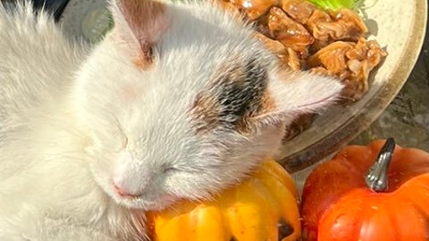 そば処に現れる“ショーケース猫”が話題に。お昼寝姿に「ぬいぐるみだ」「フワフワの冬毛」の声