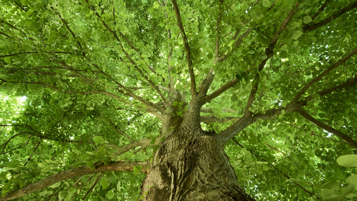 実は「木」は大部分が死ぬことでほぼ不死を達成している、その知られざるメカニズムとは？