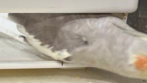 オカメインコ、ケージ掃除中の“カゴ抜け”を完全に習得！「お顔が必死で可愛い」と話題に