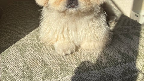 「もうお風呂は結構ですよ…」愛犬のペキニーズが見せた“悟り顔”に3.8万「いいね」