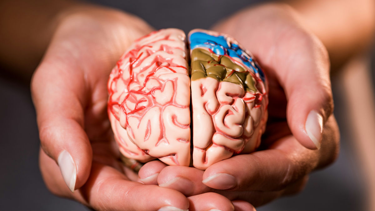 人間の脳は感覚を経験する前から「世界をどのように理解すればいいのか」を知っている可能性