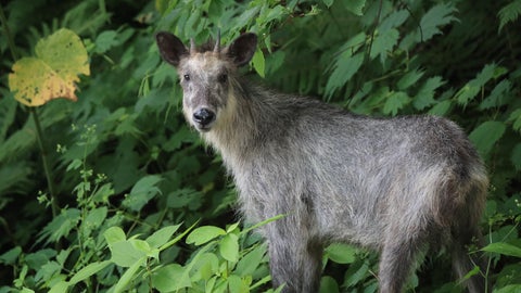 静岡県のとある製作所に特別天然記念物が登場。レアすぎる光景に「山上様が来られた〜」の声