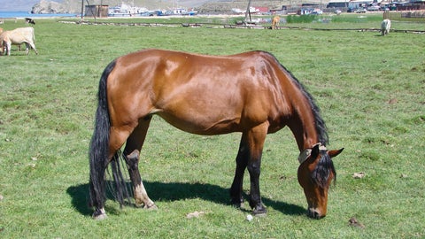 体高たったの52.6センチ！世界最小の馬・プムッケル。ギネスに認定された“小さな王様”に世界が夢中