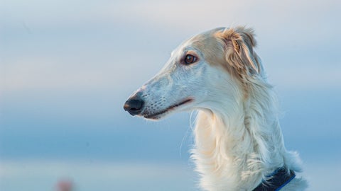 スウェーデンの“犬の保育園”の1日に「幸せな世界」と反響⇒「犬を6時間以上ひとりにしちゃダメ」と大使館