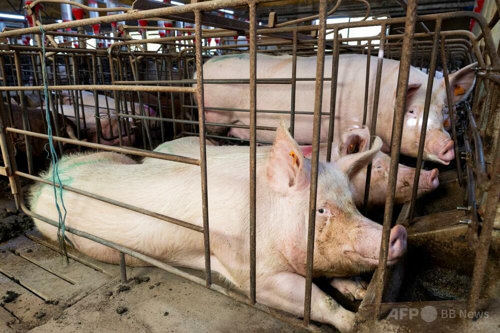スペイン、アフリカ豚熱の研究所流出説を排除せず