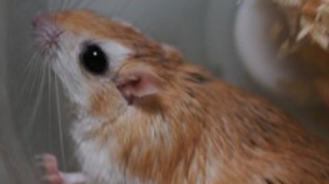 回し車の上で“チャーハン”を炒める？豪華なチーズマンアレチネズミに「何が起こってるんですか」の声