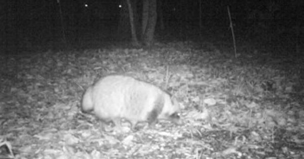 [ITmedia News] 都会のたぬきは人間がいるとき、うんちを我慢しているかもしれない　東京農工大