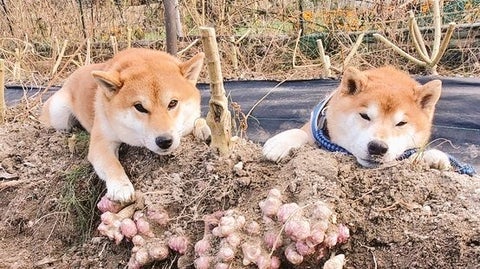 雪の中のエゾタヌキ、何匹いる？『タヌキ団子』みたいにギュウギュウな様子に「ここでぬくぬくしたい」と反響続々