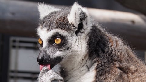 キツネザルの日光浴、2匹のポーズがシンクロすぎると話題に