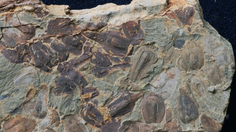 「大絶滅」で生命の９割が死滅、その後５００万年にわたって猛暑　新たな化石がその理由を解明