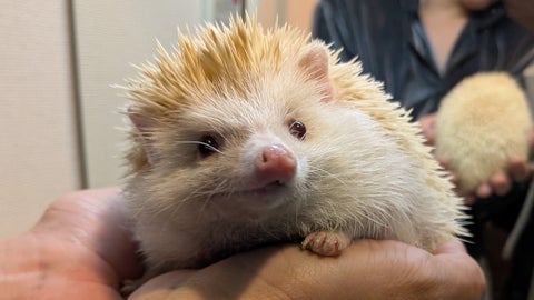 ファミコンの邪魔をされたくない。飼い主の奇策に猫の困惑「どゆこと！？って顔」「合成みたい」