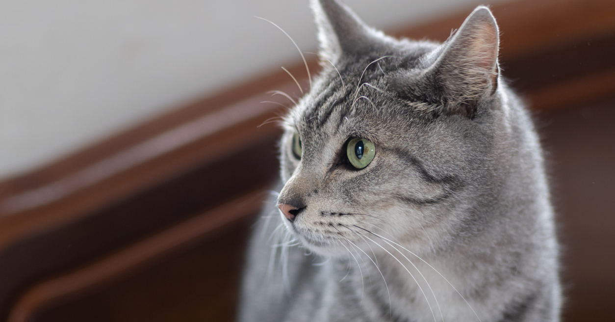 [ITmedia ビジネスオンライン] セブン、ファミマ、ローソンの「猫の日」施策は？　「ネコノミクス」が急拡大、約2.9兆円市場へ