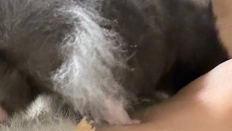 「おしりにマッチ棒刺さってるハムスター」SNSで話題に⇨その正体を知ってもなお、マッチ棒にしか見えない