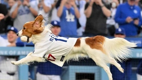 大谷翔平の愛犬デコピン、初の“主演作”を前にお座りする姿を公開。大興奮ショットに「かわいい」の声