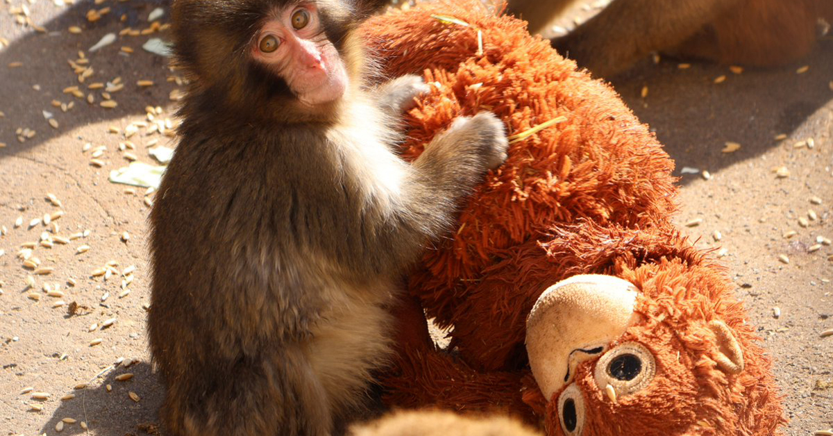 [ITmedia ビジネスオンライン] 「パンチくん動画」はなぜバズったのか？　IKEAで品切れ続出、150億ドルのぬいぐるみ市場