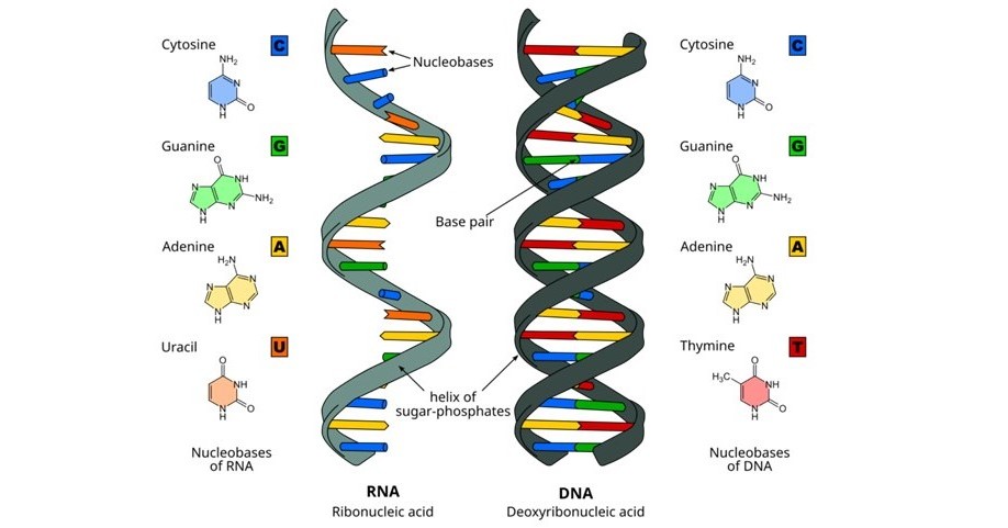 [ITmedia News] 生命の起源、「RNAワールド仮説」が現実味　自己複製できる45塩基のRNA「QT45」発見　Science誌に掲載