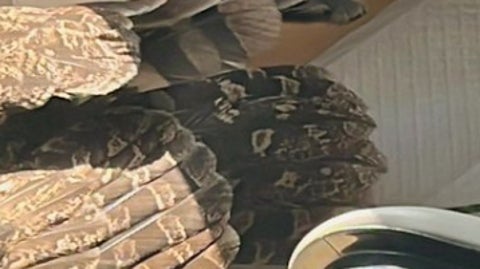 フクロウの日向ぼっこに「心臓止まりかけた」と飼い主。リラックスしすぎて心配されてしまう