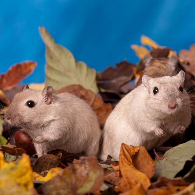 スナネズミでスパイを捕まえる？英の諜報機関で奇妙計画が存在していたか