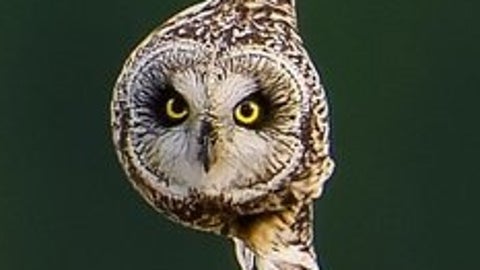 腕時計が浮いてる、と思ったらミミズクの“決定的瞬間”だった⇨「ゲームのボスキャラ」「スターウォーズ」と大喜利状態に